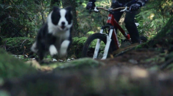 Vídeos: el perro, ¿el mejor amigo del biker?