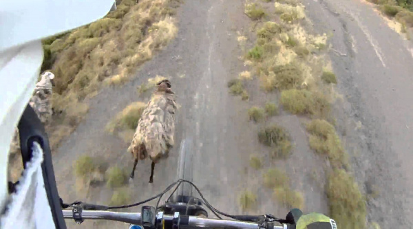 [Vídeo] ¿Listo para aterrizar con las ovejas?